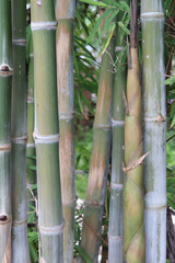 Detail of a bamboo tree trunk