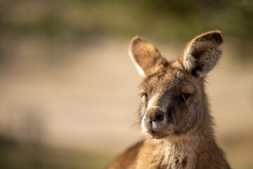 close up of a Beautiful kangaroo in the nsw Australian bush. Australian native wildlife in a national park in Australia.