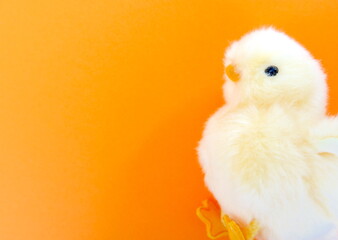 ひよこのぬいぐるみ © 杏菜 筑紫