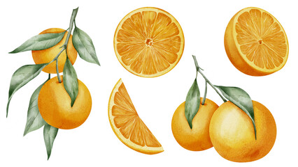 Orange fruit set. Hand drawn watercolor illustration with branches of tangerines on isolated background. Drawing if slices of mandarin for icon or logo. Half of clementine for clipart or menu design.