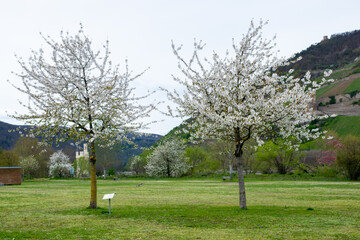 Park with mountains and much trees near the river in spring time.