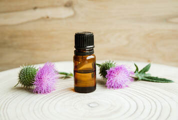 Onopordum acanthium, cotton thistle, Scotch or Scottish thistle flower blossoms by herbal tincture...