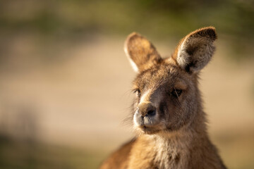 close up of a Beautiful kangaroo in the nsw Australian bush. Australian native wildlife in a national park in Australia.