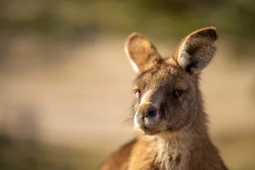 Muurstickers close up of a Beautiful kangaroo in the nsw Australian bush. Australian native wildlife in a national park in Australia. © Phoebe