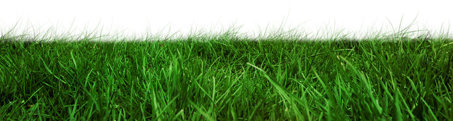Digital png illustration of green grass on transparent background