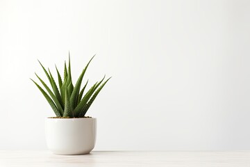 An aloe vera plant in a pot is placed on a white table, seen from the front. The image provides ample space for adding text or incorporating a mockup. - obrazy, fototapety, plakaty