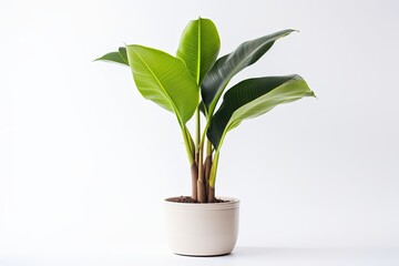 single banana plant in a pot, placed on a white background, with no other objects or scenery present.