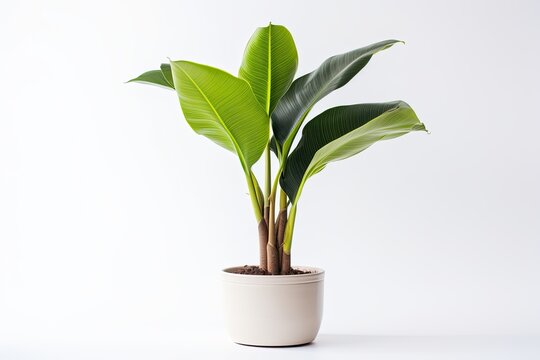 Single Banana Plant In A Pot, Placed On A White Background, With No Other Objects Or Scenery Present.