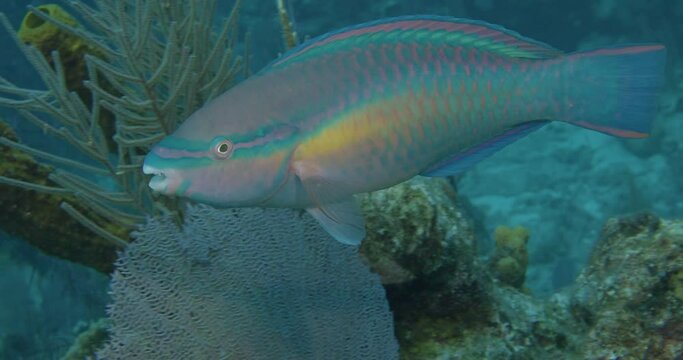 Princess parrotfish cruising reef.