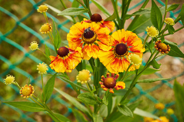 Dzielżan , Helenium L. © Marcin Łazarczyk