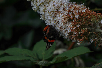 A beautiful Red Admiral Butterfly that has landed on a blossom plant