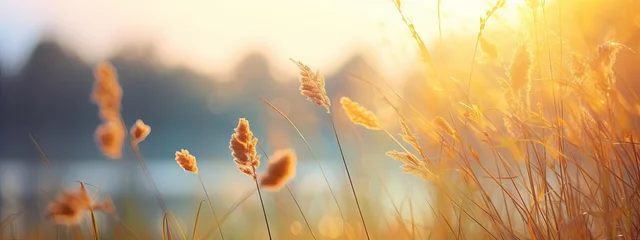 Foto op Plexiglas Art autumn sunny nature background © Eli Berr