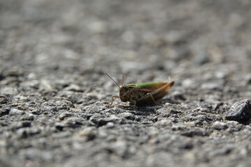 common green grasshopper (Omocestus viridulus)