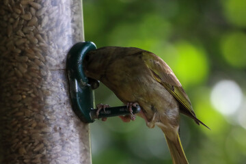 A beautiful Green Finch looking for food on a birdfeeder at a Nature Reserve