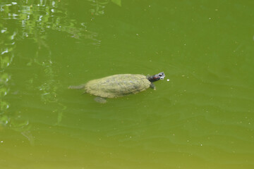 Tortuga nadando en un lago
