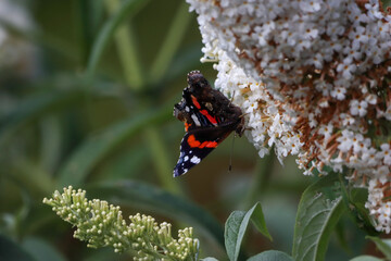A beautiful Red Admiral Butterfly that has landed on a blossom plant