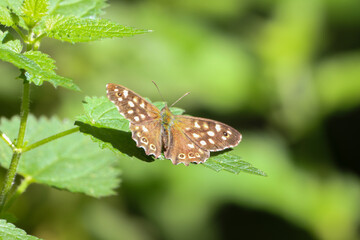 A beautiful butterfly that has landed on a leaf during the bright summer sun