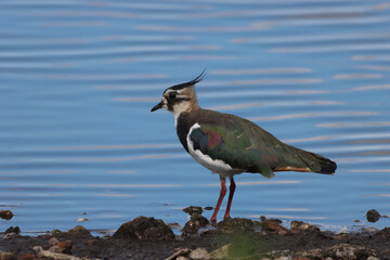 Fototapeta na wymiar A beautiful animal portrait of a Lapwing bird standing at the edge of a lake