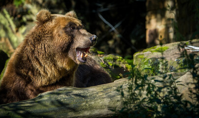 Kamchatka bear portrait in nature park