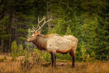 Naklejka na ściany i meble 12 end deer in a forest in Colorado