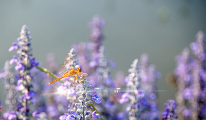 Obraz premium Lavender flowers (blue salvia) with dragonfly lit by flare light in the natural forest park.Inspirational motivational morning with violet flowers in garden.Friday Quote.Blur background.Close up.