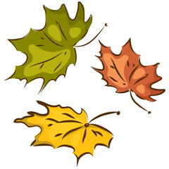 maple leaves isolated without backround 