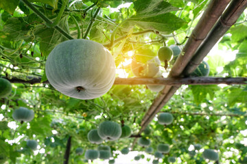 Green winter melon,round ball shape (squash) is the ivy plant is on the trellis, hanging in...