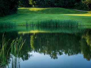 reflection of trees in water