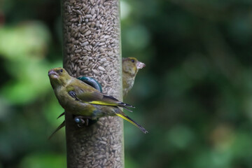 Beautiful songbirds eating nuts and seeds on a bird feeder