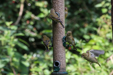 A selection of songbirds eating from a feeder - Blue Tit, Greenfinch, Goldfinch and Chaffinch perched and feeding from it
