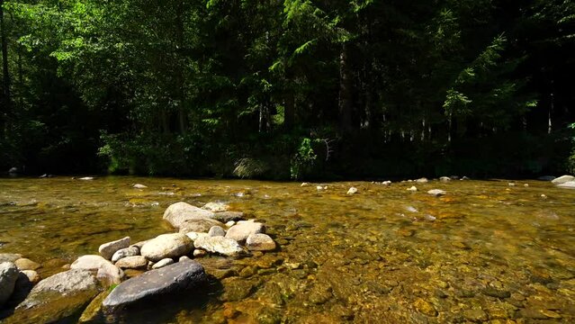 River flowing in the mountains side. 4k wide angle video with 30 seconds of river flowing next to a beautiful green fir tree landscape. Amazing nature landscape film.