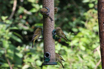 A selection of songbirds eating from a feeder - Blue Tit, Greenfinch, Goldfinch and Chaffinch perched and feeding from it
