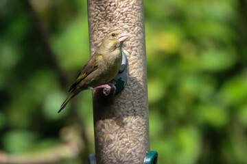 Beautiful songbirds eating nuts and seeds on a bird feeder