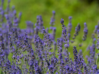 A field of lavender plants in full bloom, close up, shallow depth of field