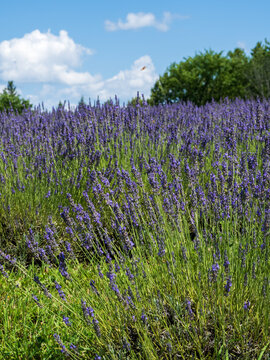 A field of lavender plants in full bloom