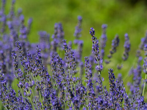 A field of lavender plants in full bloom, close up, shallow depth of field