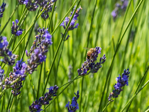 honey bees in a lavender field