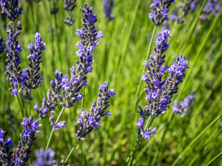 A field of lavender plants in full bloom close up
