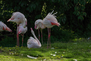 A beautiful flock of Pink Flamingo Birds