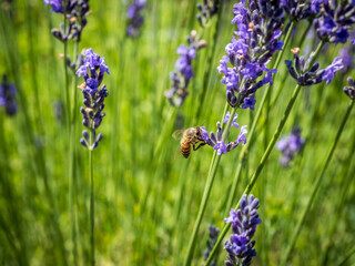 honey bees in a lavender field