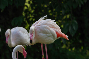 A beautiful flock of Pink Flamingo Birds