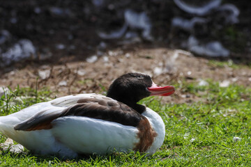 A beautiful animal portrait of a Shelduck enjoying the sunshine