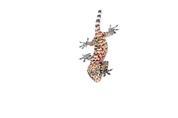 Mediterranean Gecko (Hemidactylus turcicus) on white background with partial tail.