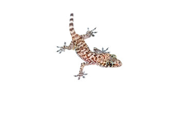 Naklejka premium Mediterranean Gecko (Hemidactylus turcicus) on white background with partial tail.