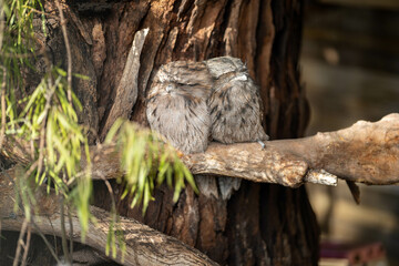 pair of tawny frogmouth owls sleeping in a tree during the day in australia