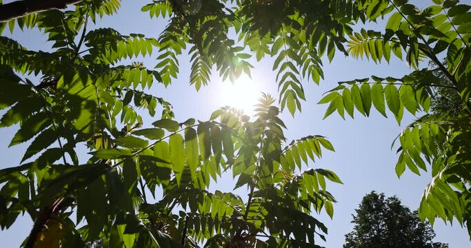 sumac tree with green foliage in windy weather, beautiful sumac tree in sunny weather