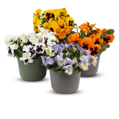 pansy flowers in full bloom Bushes in pots decorate the balcony primrose primula flowers in full bloom Bushes in pots decorate the balcony cut out isolated transparent background