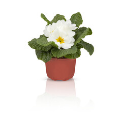primrose primula flowers in full bloom Bushes in pots decorate the balcony cut out isolated transparent background