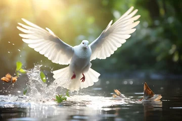 Fotobehang Photo dove landing on water freedom concept and international day of peace  © artistic