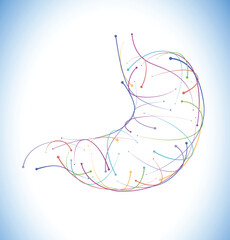 Illustration of colored lines and intersections of a modern style stomach on a white background. It is used in medicine, commerce and education.